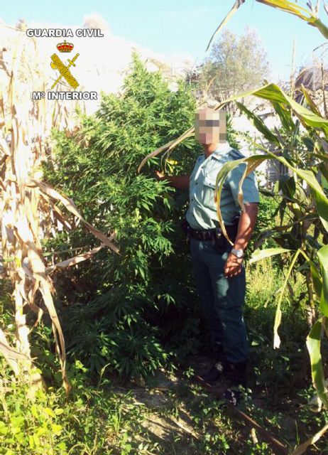 La Guardia Civil desmantela un punto de producción y distribución de marihuana