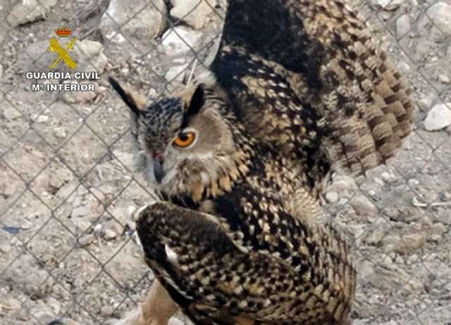 La Guardia Civil rescata en una finca de Ulea a un búho real herido