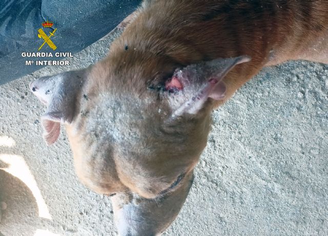 La Guardia Civil investiga al propietario de un desguace por delito de maltrato animal La Guardia Civil investiga al propietario de un desguace por delito de maltrato animal